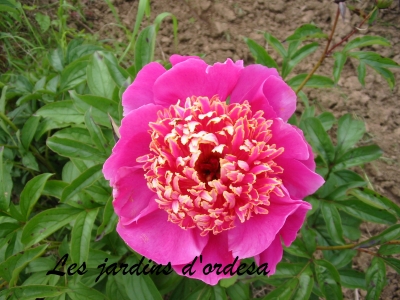 Paeonia néon